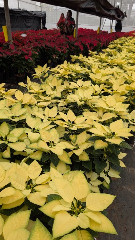 Poinsettia pot plant close-up
